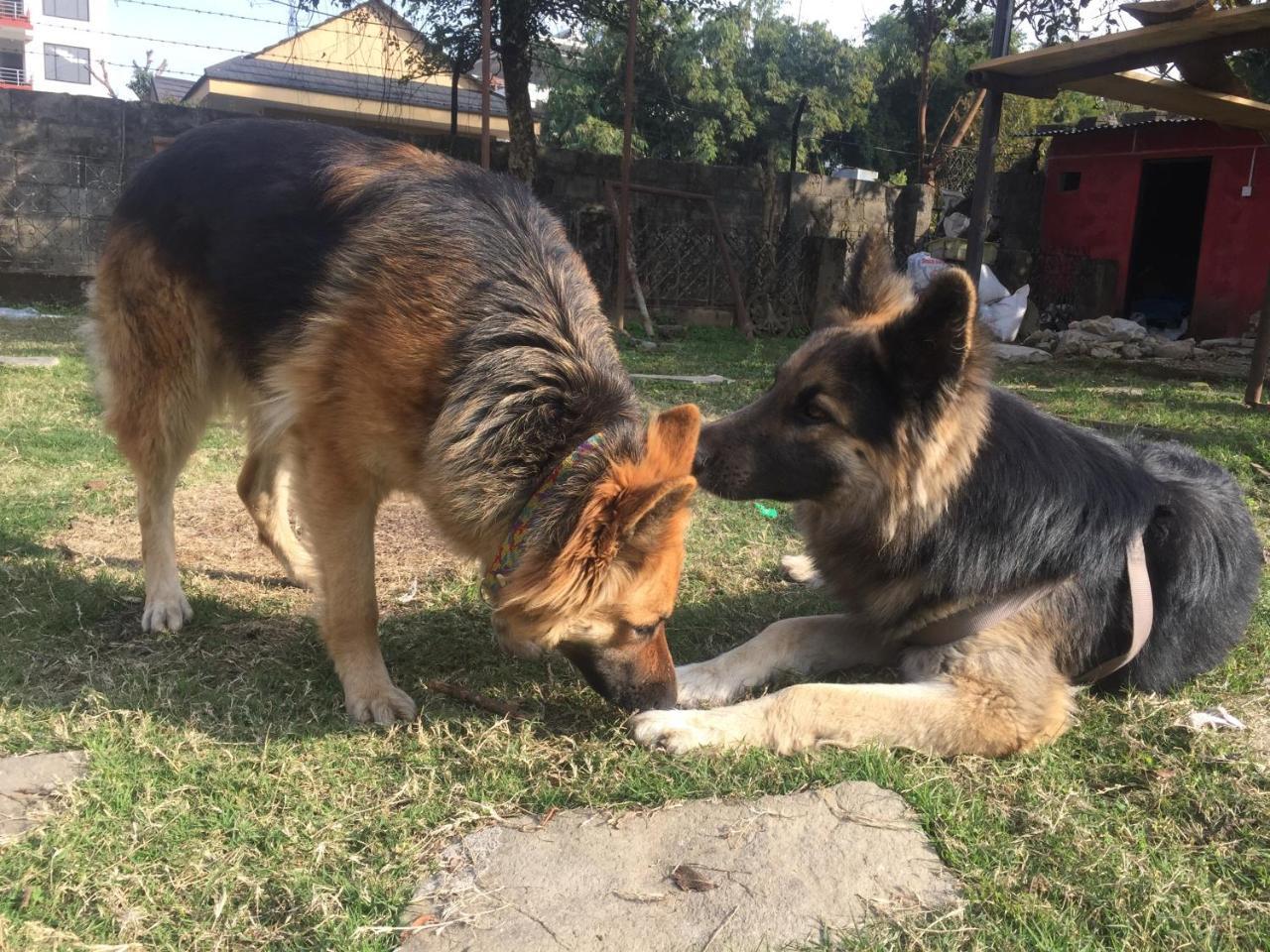 Nepalaya Eco Hostel ポカラ エクステリア 写真